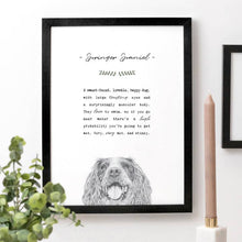 Springer Spaniel A4 Print