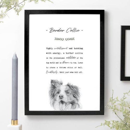 Border Collie A4 Print