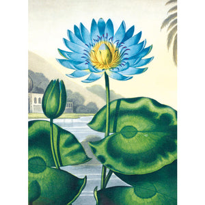 Notecard Wallet - Botanical Ilustrations