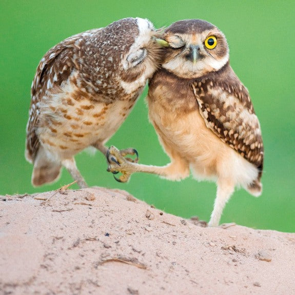 Wildlife Photographer of the Year Card - Attention Time