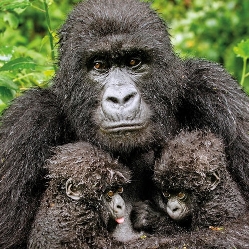 Wildlife Photographer of the Year Card - Twin Hope