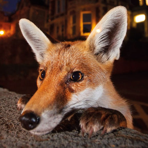 Wildlife Photographer of the Year Card - Nosy Neighbour