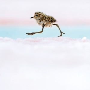 Wildlife Photographer of the Year Card - Argentine Quickstep