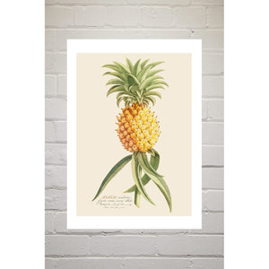 A3 Print - Ananas