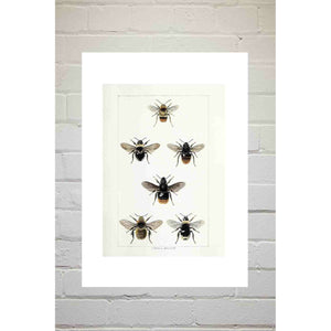 A3 Print - British Bee