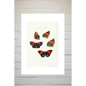 A3 Print - Butterflies Red Blue