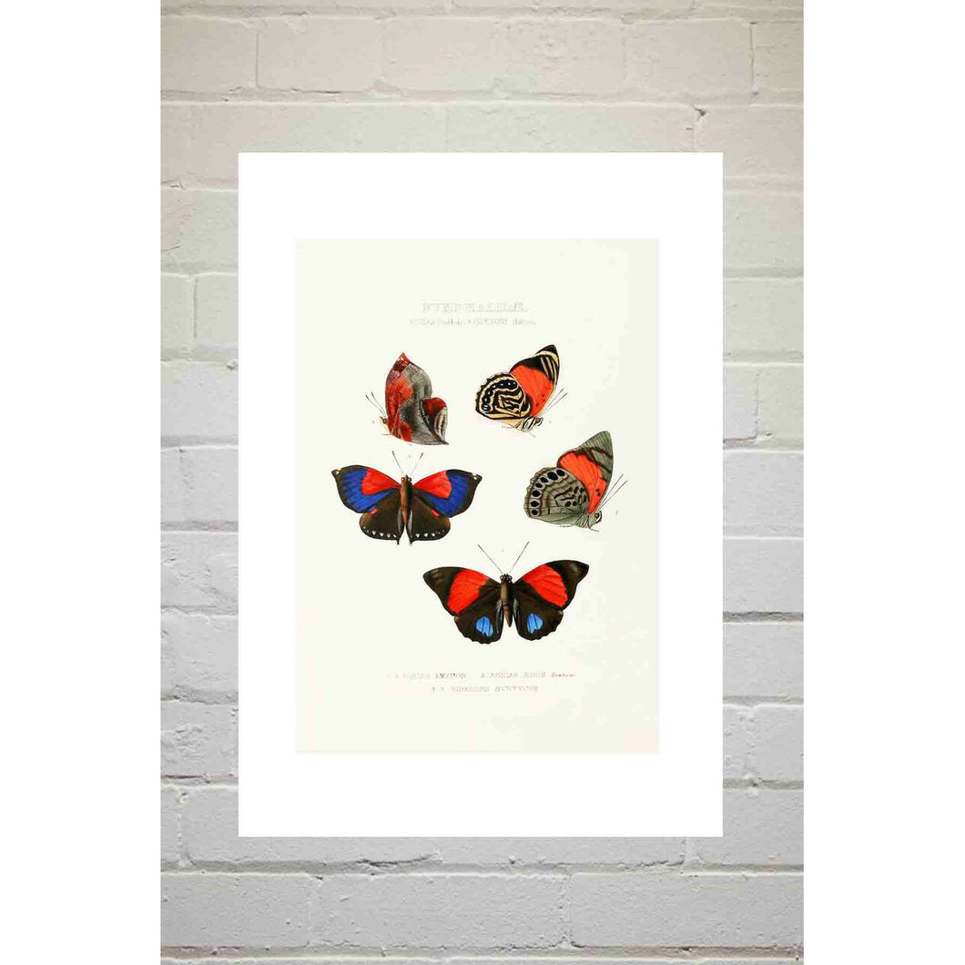 A3 Print - Butterflies Red Blue