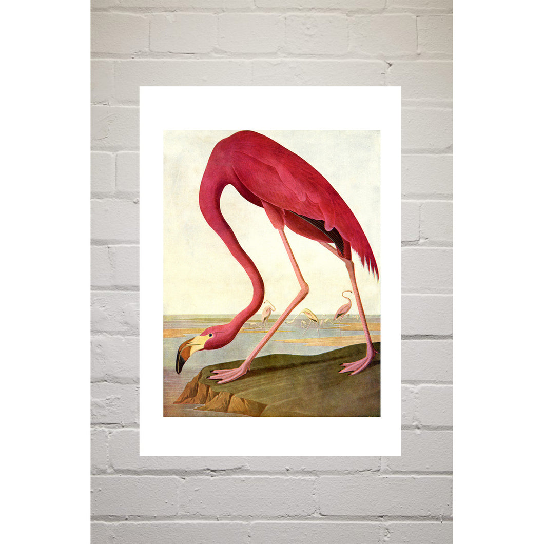 A3 Print - Greater Flamingo