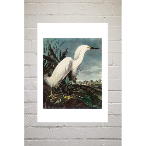 A3 Print - Snowy Egret